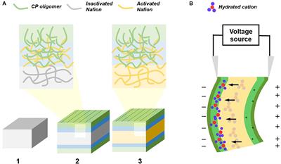 Template-Assisted Self-Assembly of Conductive Polymer Electrodes for Ionic Electroactive Polymers